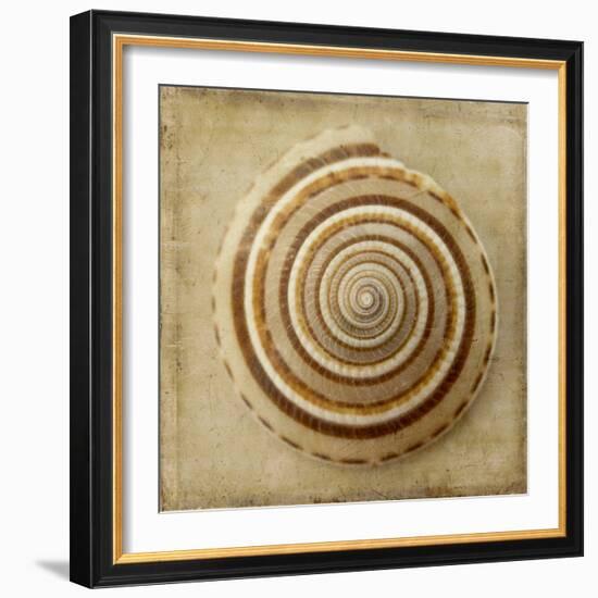 Sepia Shell V-Judy Stalus-Framed Art Print