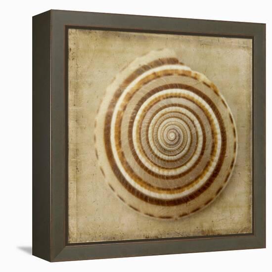 Sepia Shell V-Judy Stalus-Framed Stretched Canvas