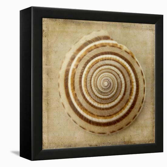 Sepia Shell V-Judy Stalus-Framed Stretched Canvas