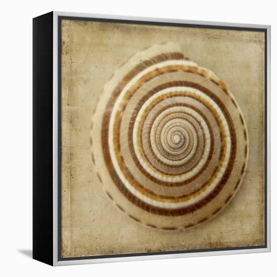 Sepia Shell V-Judy Stalus-Framed Stretched Canvas