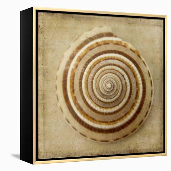 Sepia Shell V-Judy Stalus-Framed Stretched Canvas