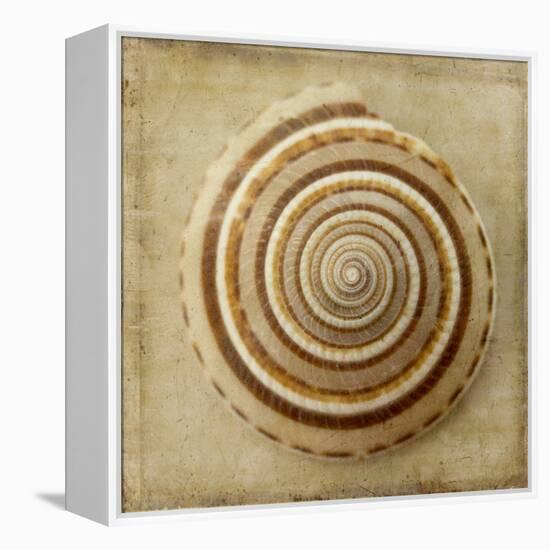 Sepia Shell V-Judy Stalus-Framed Stretched Canvas