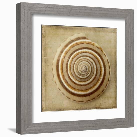 Sepia Shell V-Judy Stalus-Framed Art Print