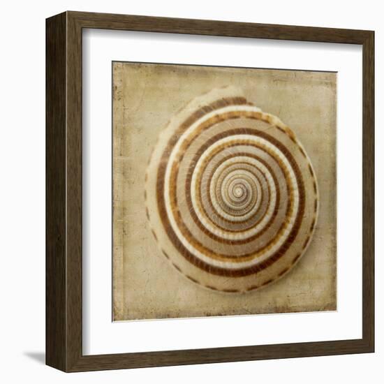 Sepia Shell V-Judy Stalus-Framed Art Print