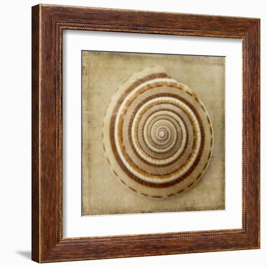 Sepia Shell V-Judy Stalus-Framed Art Print