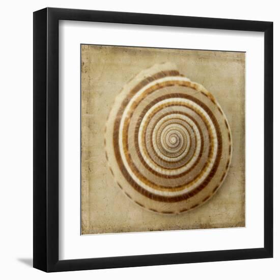 Sepia Shell V-Judy Stalus-Framed Art Print