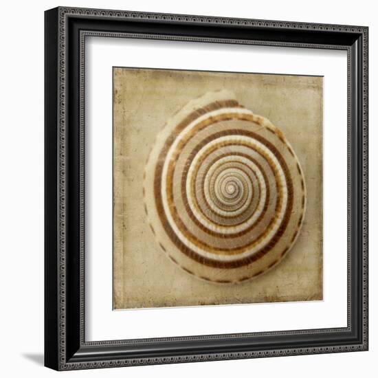 Sepia Shell V-Judy Stalus-Framed Art Print