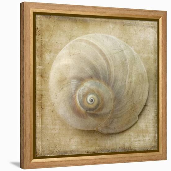 Sepia Shell VI-Judy Stalus-Framed Stretched Canvas