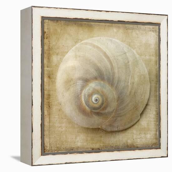 Sepia Shell VI-Judy Stalus-Framed Stretched Canvas