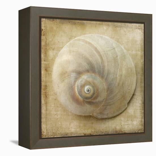 Sepia Shell VI-Judy Stalus-Framed Stretched Canvas