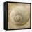 Sepia Shell VI-Judy Stalus-Framed Stretched Canvas