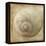 Sepia Shell VI-Judy Stalus-Framed Stretched Canvas