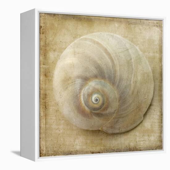 Sepia Shell VI-Judy Stalus-Framed Stretched Canvas