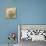 Sepia Shell VI-Judy Stalus-Art Print displayed on a wall