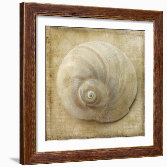 Sepia Shell VI-Judy Stalus-Framed Art Print