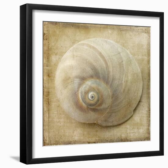 Sepia Shell VI-Judy Stalus-Framed Art Print