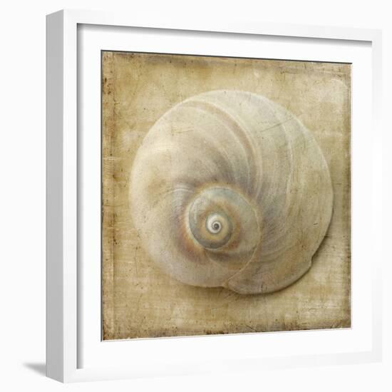 Sepia Shell VI-Judy Stalus-Framed Art Print