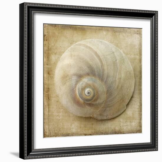 Sepia Shell VI-Judy Stalus-Framed Art Print