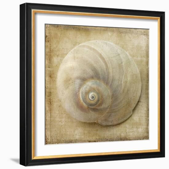 Sepia Shell VI-Judy Stalus-Framed Art Print