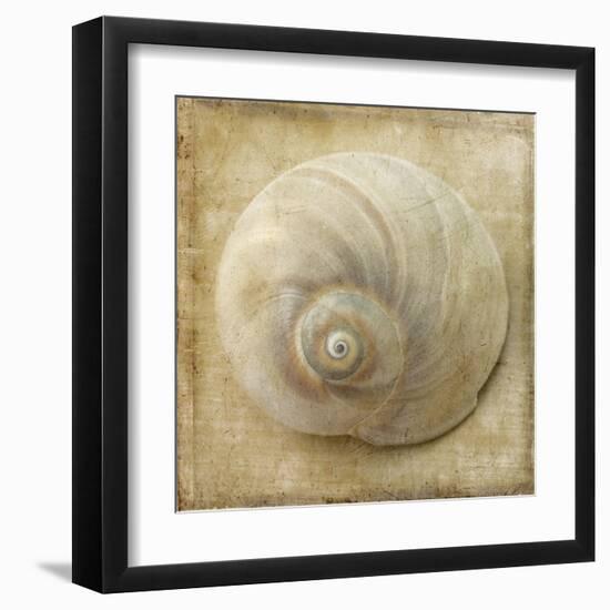 Sepia Shell VI-Judy Stalus-Framed Art Print