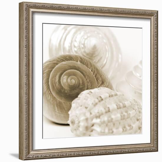 Sepia Shells-Tom Quartermaine-Framed Giclee Print