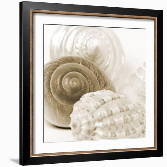 Sepia Shells-Tom Quartermaine-Framed Giclee Print