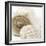Sepia Shells-Tom Quartermaine-Framed Giclee Print