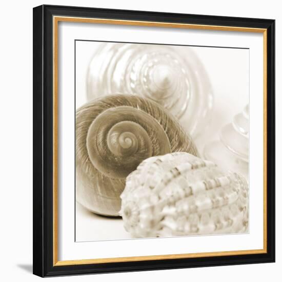 Sepia Shells-Tom Quartermaine-Framed Giclee Print