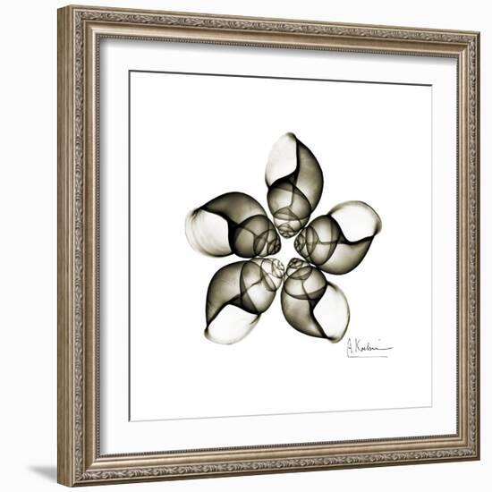 Sepia Snail Shells 1-Albert Koetsier-Framed Art Print