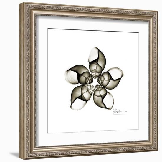 Sepia Snail Shells 1-Albert Koetsier-Framed Art Print