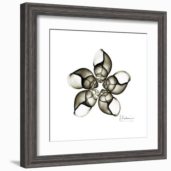 Sepia Snail Shells 1-Albert Koetsier-Framed Art Print