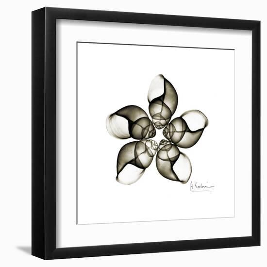 Sepia Snail Shells 1-Albert Koetsier-Framed Art Print