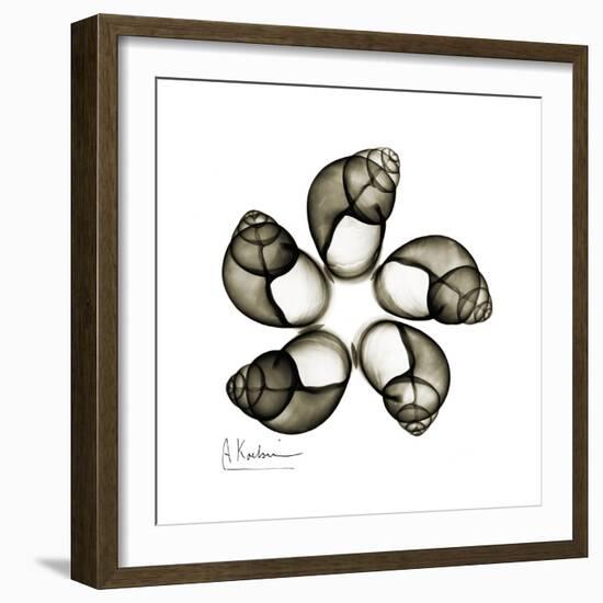 Sepia Snail Shells 2-Albert Koetsier-Framed Art Print