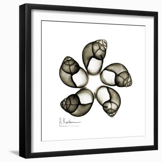 Sepia Snail Shells 2-Albert Koetsier-Framed Art Print