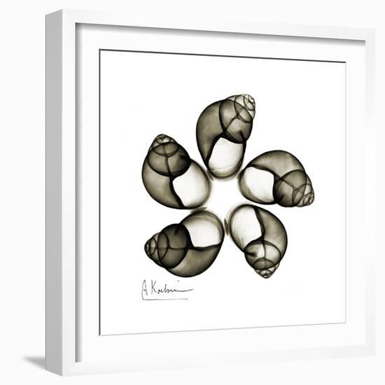 Sepia Snail Shells 2-Albert Koetsier-Framed Art Print