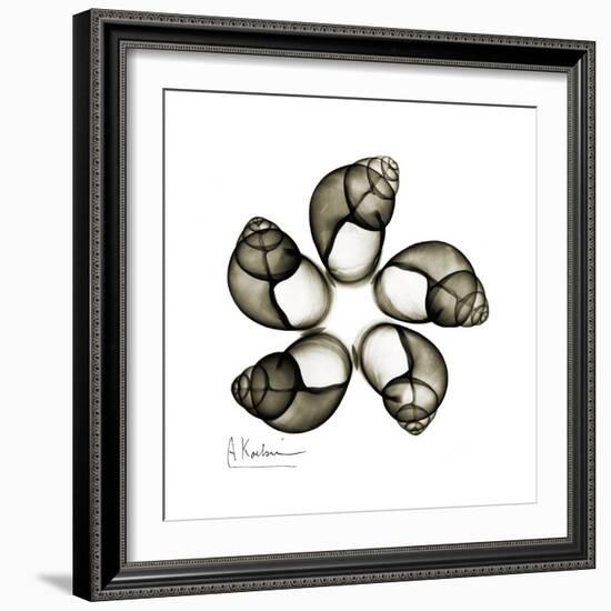 Sepia Snail Shells 2-Albert Koetsier-Framed Art Print