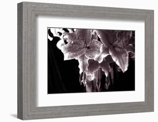 Sepia Stargazer Lily in a Vase-Anna Miller-Framed Photographic Print