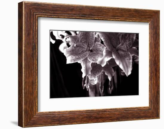 Sepia Stargazer Lily in a Vase-Anna Miller-Framed Photographic Print