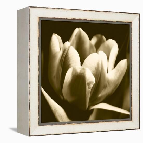 Sepia Tulip I-Renee W. Stramel-Framed Stretched Canvas