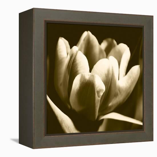 Sepia Tulip I-Renee W. Stramel-Framed Stretched Canvas