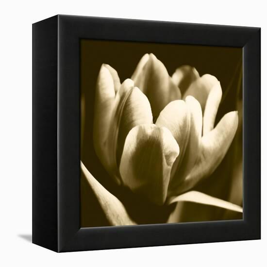 Sepia Tulip I-Renee W. Stramel-Framed Stretched Canvas