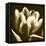 Sepia Tulip I-Renee W. Stramel-Framed Stretched Canvas