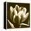 Sepia Tulip I-Renee W. Stramel-Framed Stretched Canvas