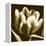 Sepia Tulip I-Renee W. Stramel-Framed Stretched Canvas