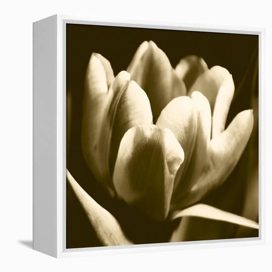Sepia Tulip I-Renee W. Stramel-Framed Stretched Canvas