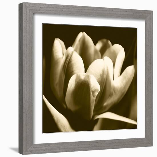 Sepia Tulip I-Renee W. Stramel-Framed Art Print