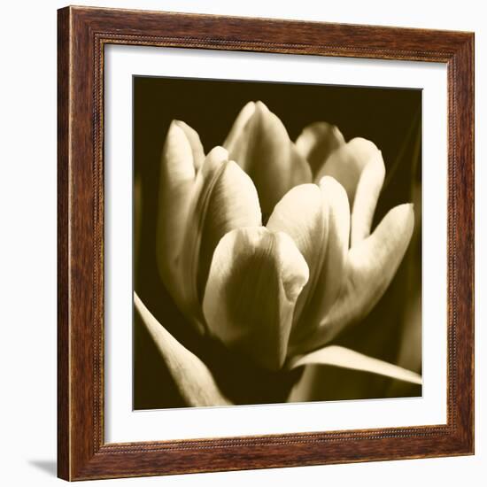 Sepia Tulip I-Renee W. Stramel-Framed Art Print