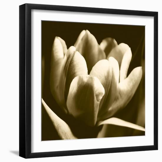Sepia Tulip I-Renee W. Stramel-Framed Art Print