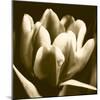Sepia Tulip I-Renee W. Stramel-Mounted Art Print