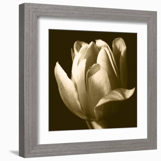 Sepia Tulip II-Renee W. Stramel-Framed Art Print